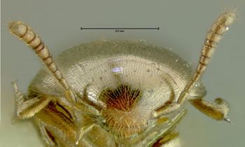 Media type: image;   Entomology 32463 Aspect: head frontal view